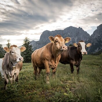 © www.stefanleitner.com | www.stefanleitner.com