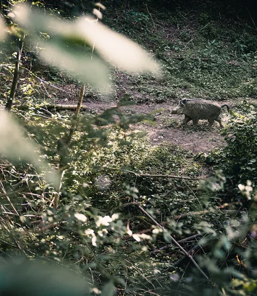 Bogenparcours_c-Thomas Sattler_TVGesaeuse_9 | © THOMAS SATTLER | Thomas Sattler