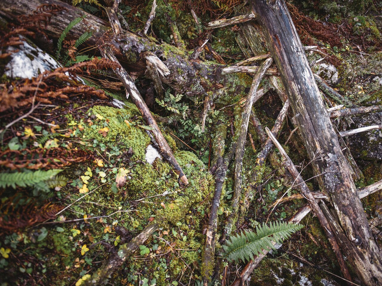 Nationalpark Gesäuse 2019_c-Stefan Leitner_Gesaeuse_51 | © stefanleitner.com | Stefan Leitner