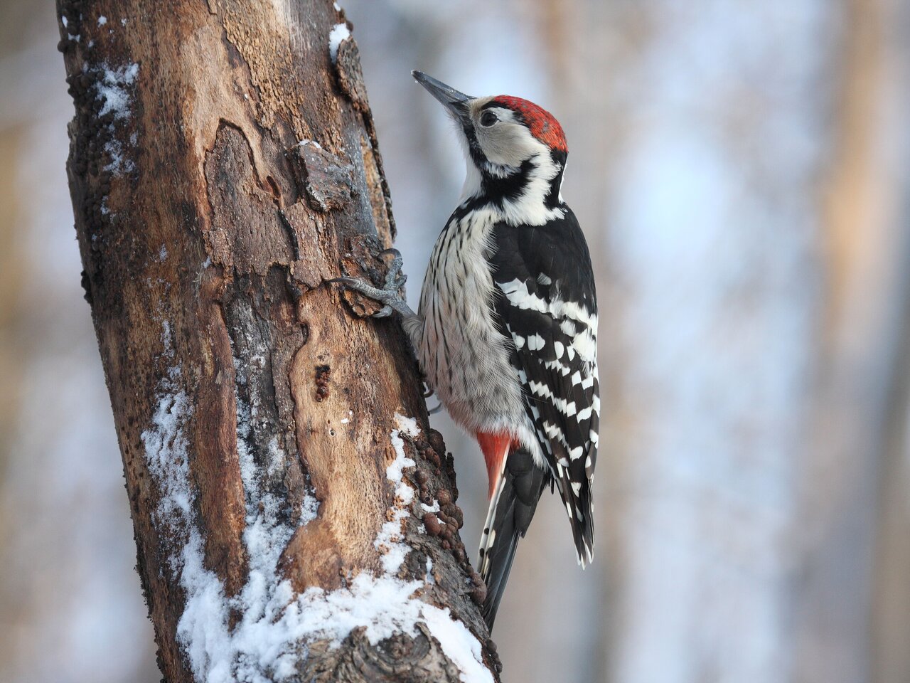 IMG_4146-weissrueckenspecht (c)Thomas Hochebner_NPG