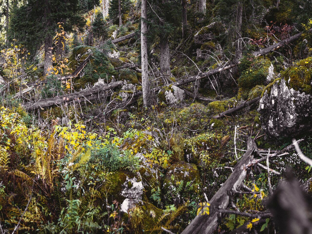 Nationalpark Gesäuse 2019_c-Stefan Leitner_Gesaeuse_56 | © stefanleitner.com | Stefan Leitner