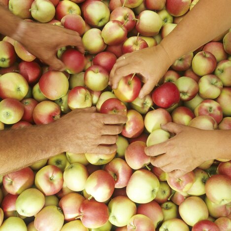 Äpfel aus der Steiermark gelten als geschmackvolle Vitamin-Bomben | © STG | Atelier Jungwirth I Bernhard Bergmann