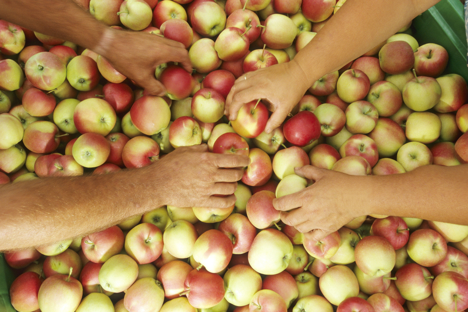 Apples from Styria are considered tasty vitamin bombs | © Steiermark Tourismus | Atelier Jungwirth I Bernhard Bergmann