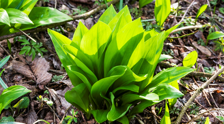 Wild garlic from the deciduous forests of the Murauen | © Thermen- & Vulkanland | pixelmaker.at
