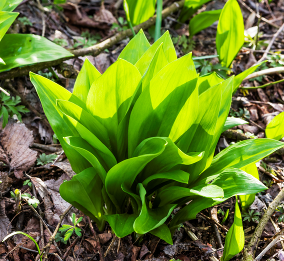 Wild garlic from the deciduous forests of the Murauen | © Thermen- & Vulkanland | pixelmaker.at