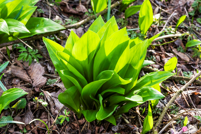 Wild garlic from the deciduous forests of the Murauen | © Thermen- & Vulkanland | pixelmaker.at