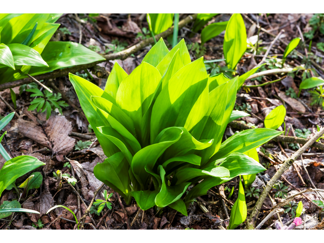 Bärlauch Frühling Murauen