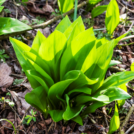 Wild garlic from the deciduous forests of the Murauen | © Thermen- & Vulkanland | pixelmaker.at