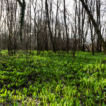 Bärlauch Frühling Murauen Steiermark