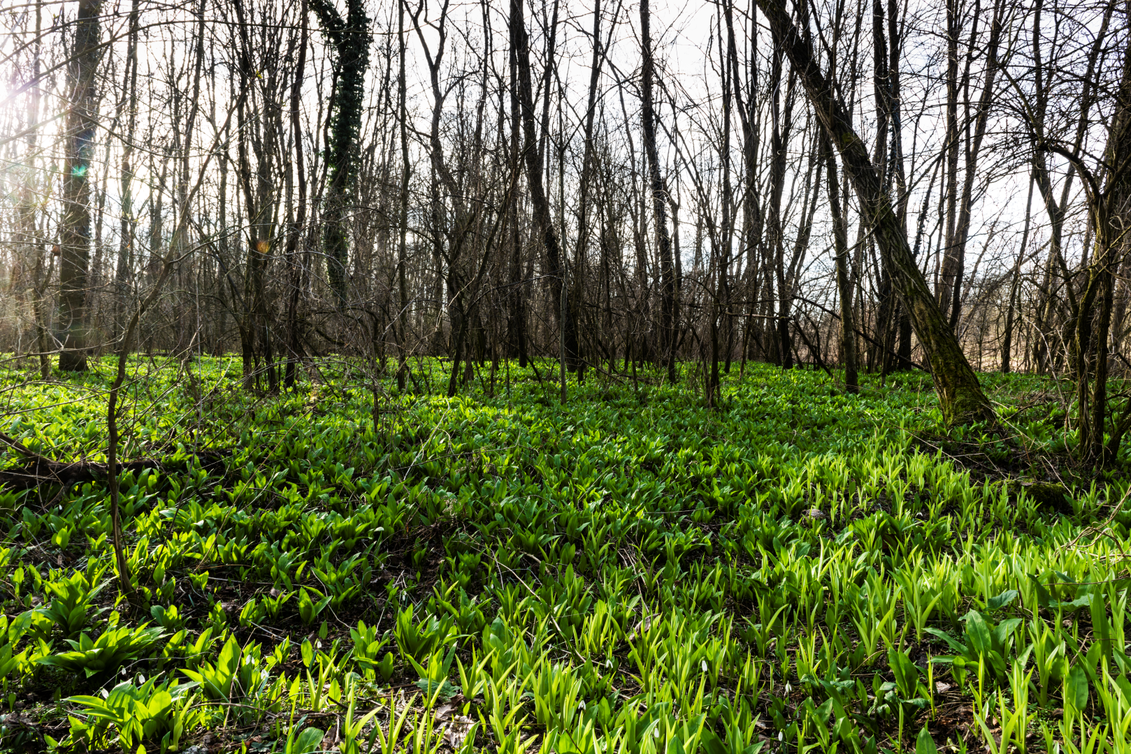 Knoblauchartiger Duft des Bärlauchs durchströmt den Waldboden der Murauen | © Thermen- & Vulkanland | pixelmaker.at