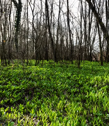 Garlicky scent of ramsons permeates the forest floor of the Mura meadows | © Thermen- & Vulkanland | pixelmaker.at