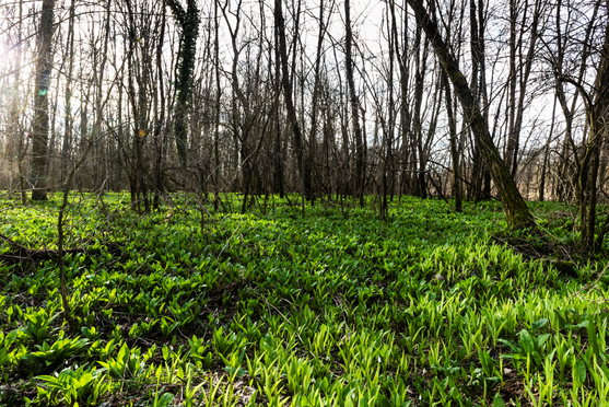 Bärlauch Frühling Murauen Steiermark