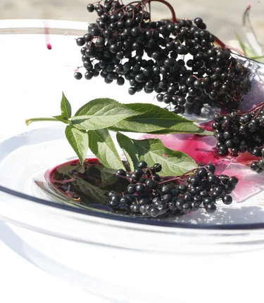 Styria sambucus - it is said to have medicinal properties | © Thermen- & Vulkanland | Harald Eisenberger