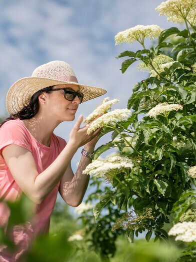 The incomparable fragrance of elderflower | © Thermen- & Vulkanland | Harald Eisenberger