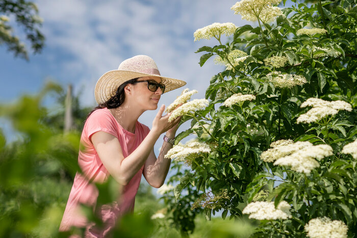 The incomparable fragrance of elderflower | © Thermen- & Vulkanland | Harald Eisenberger