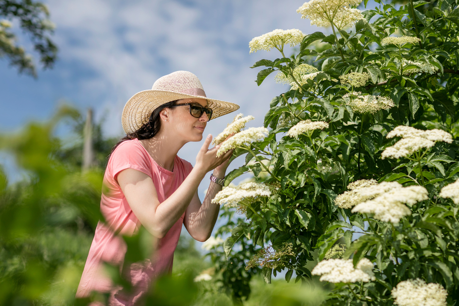 The incomparable fragrance of elderflower | © Thermen- & Vulkanland | Harald Eisenberger