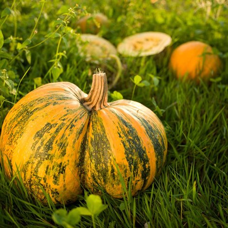 Ripe Styrian pumpkins in the grass | © Thermen- & Vulkanland | Robert Sommerauer I Pixelmaker