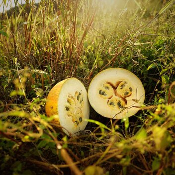 Die Kürbisfelder sind ein wahrer Schatz der Steiermark | Robert Sommerauer I Pixelmaker | © TV Thermen- & Vulkanland_pixelmaker.at