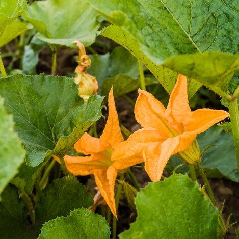 Summer squash blossoms | © Thermen- & Vulkanland | Robert Sommerauer I Pixelmaker