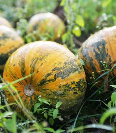 Oil pumpkins - a specialty from Styria | © Thermen- & Vulkanland | Harald Eisenberger