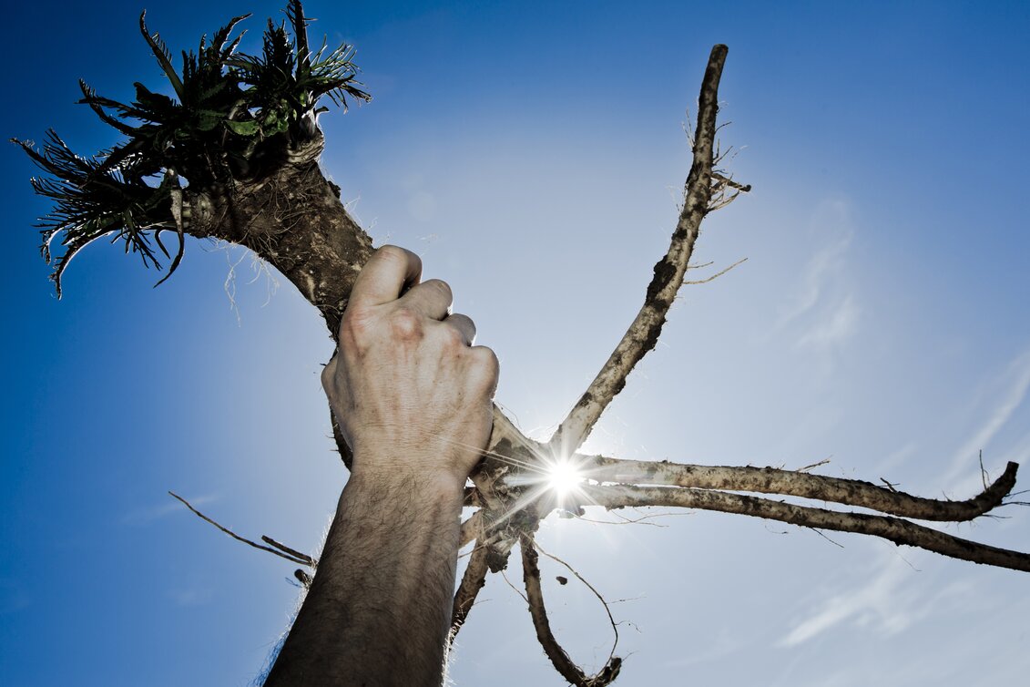 Krenernte in der Südoststeiermark | © SteirerKren | Photoreport Helmut Lunghammer | Photoreport Helmut Lunghammer