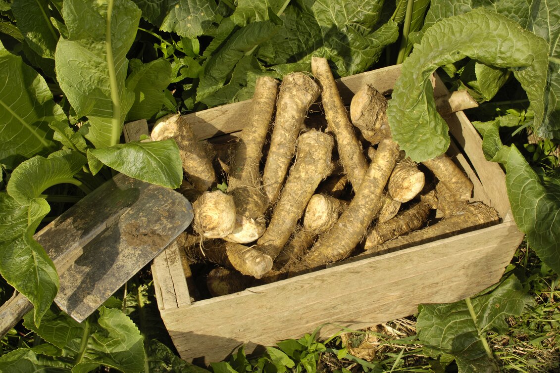 Steirische Krenwurzeln  | © SteirerKren | Rita Newman