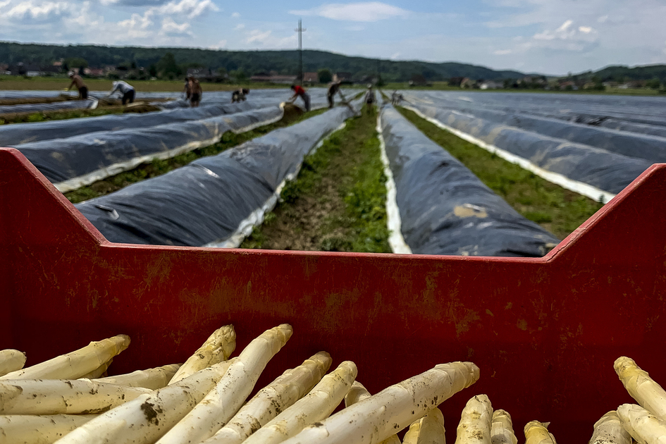 Asparagus field on the Raab Valley Cycle Path | © Steiermark Tourismus | Martin Kubanek