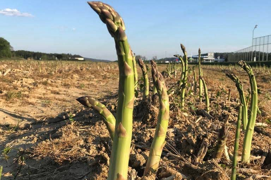 Green Steirerspagel in the field | © Steirerspargel | Hofladen Brugner Bad Blumau 