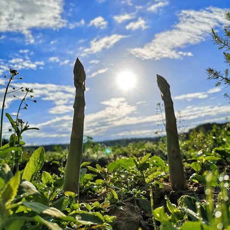 Asparagus grows toward the sun | © Steirerspargel | Hofladen Brugner Bad Blumau 