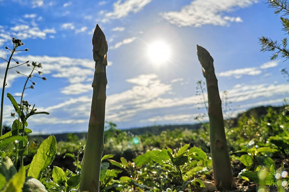 Asparagus grows toward the sun | © Steirerspargel | Hofladen Brugner Bad Blumau 