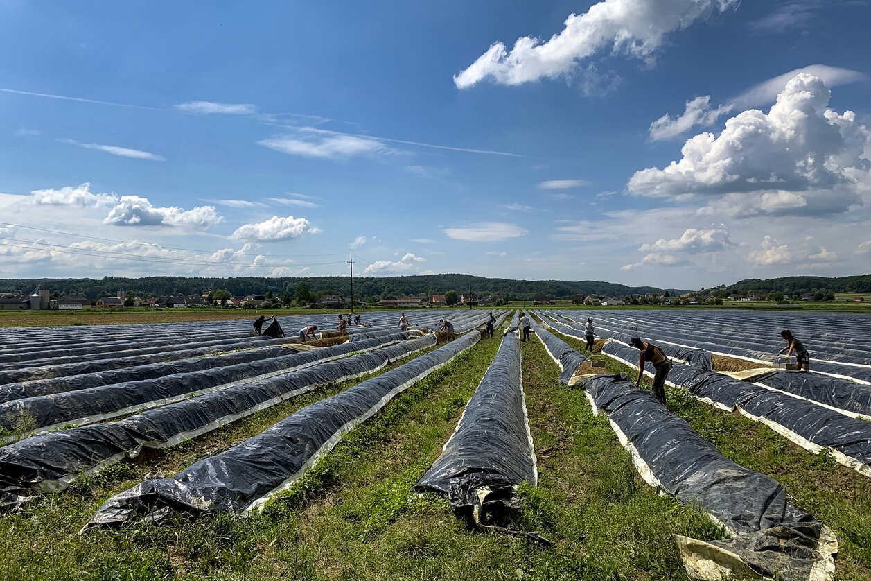 Spargelfeld | © Thermen- & Vulkanland | Martin Kubanek | Steiermark Tourismus, Martin Kubanek
