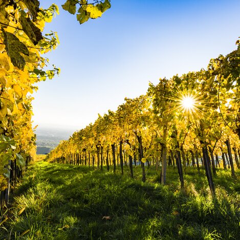 Sonnenstrahlen im Weingarten | © Thermen- & Vulkanland | pixelmaker.at