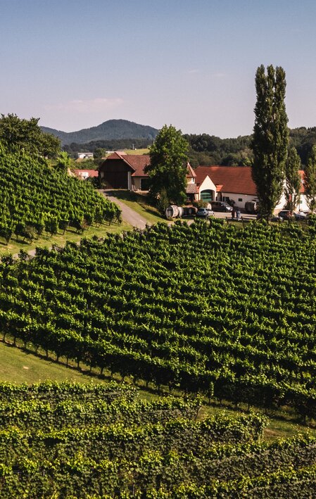 Weingut Hutter in Feldbach | © Thermen- & Vulkanland | Matthew Nelson