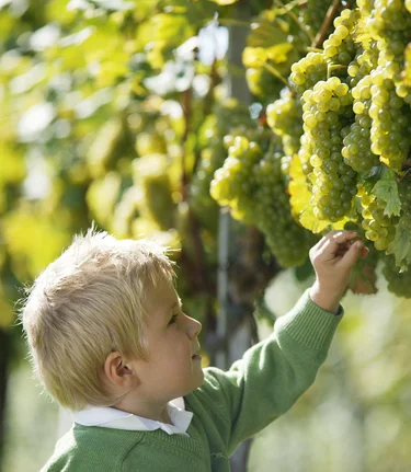 ...da möchte man probieren | © Thermen- & Vulkanland | Harald Eisenberger
