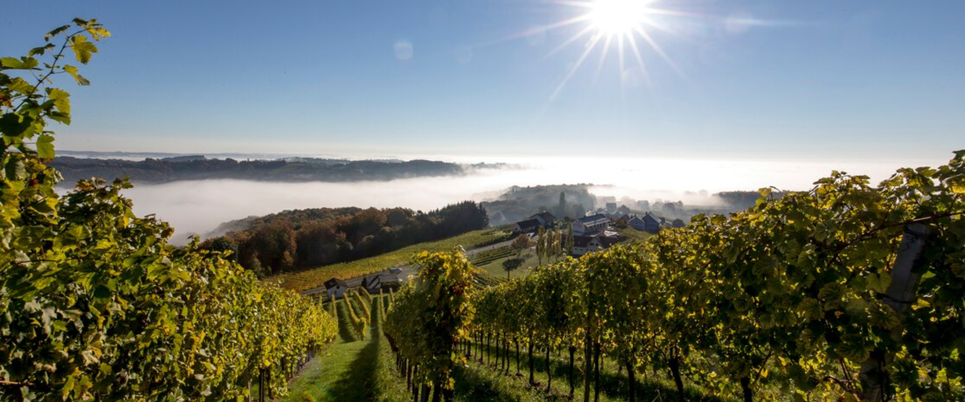 Blick auf den südoststeirischen Weingarten in Klöch | © Steiermark Tourismus | Tom Lamm