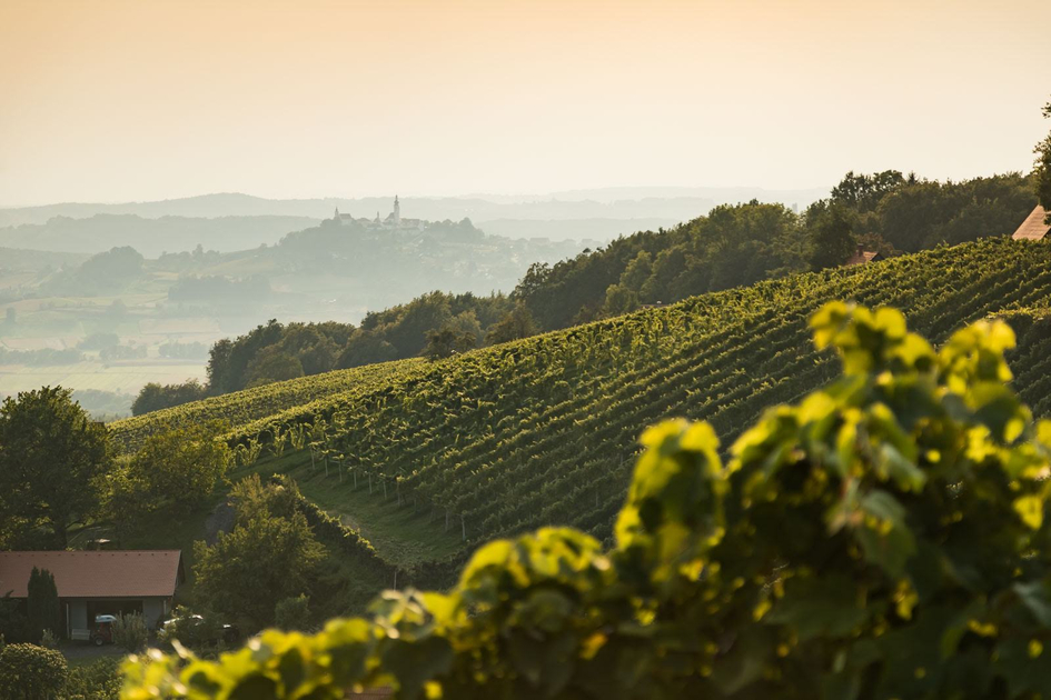 Blick über die Weingärten von Straden | © Thermen- & Vulkanland | Werner Resch