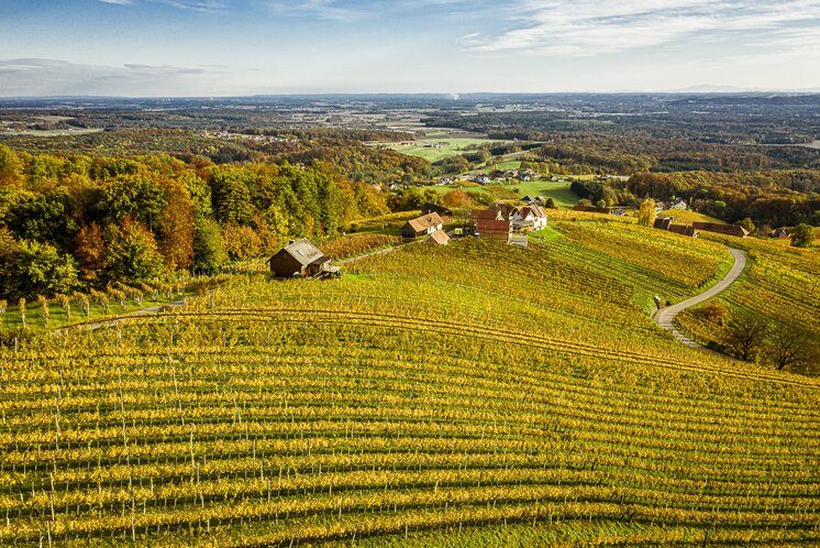 Weingärten Klöch Herbst