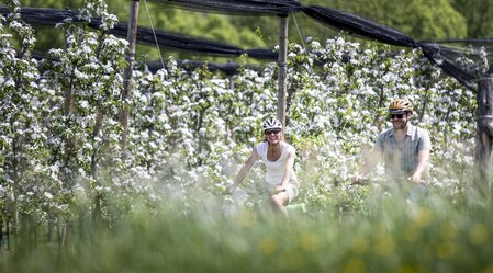 Radfahren im Frühling zwischen Apfelgärten | © STG | Tom Lamm