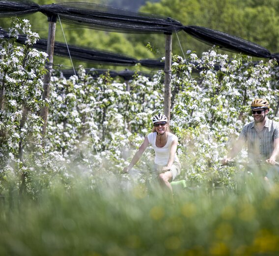 Radfahren im Frühling zwischen Apfelgärten | © STG | Tom Lamm
