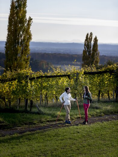 Wandern im Weinland  | © STG | Tom Lamm