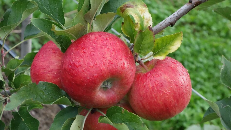 Markt Hartmannsdorf - Impression #2.11 | © TVB Thermen- & Vulkanland | Marktgemeinde Markt Hartmannsdorf