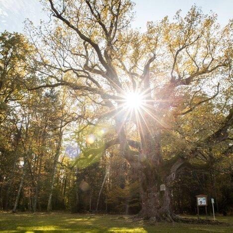 1000-jährige Eiche Bad Blumau | © Kurkommission Bad Blumau, Jennifer Rath | © Kurkommission Bad Blumau, Jennifer Rath