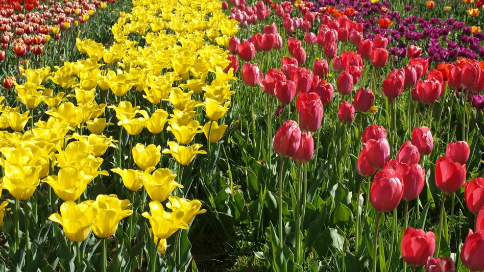 Edelsbach bei Feldbach - Impression #2.8 | © Gemeinde Edelsbach