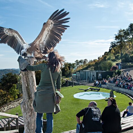 Greifvogelwarte Riegersburg | © Thermen- & Vulkanland | Rudi Ferder | © Tourismusverband Thermen- & Vulkanland I derferder.at