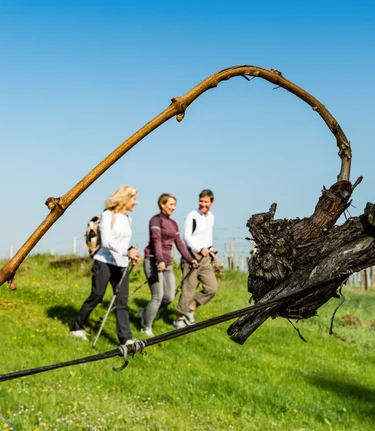 Weinwandern in Bad Radkersburg | © Thermen- & Vulkanland | pixelmaker.at