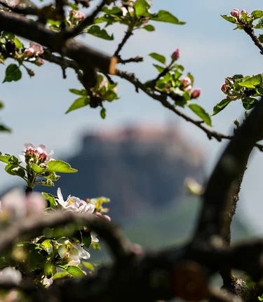 Kirschblüten in Riegersburg | © Thermen- & Vulkanland | Rudi Ferder