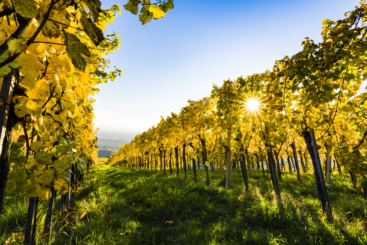 Herbststimmung im Thermen- & Vulkanland Steiermark | © Thermen- & Vulkanland | Robert Sommerauer