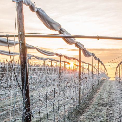 Weinwandern in der südoststeirischen Winterlandschaft | © Thermen- & Vulkanland Steiermark | Ingrid Jansky