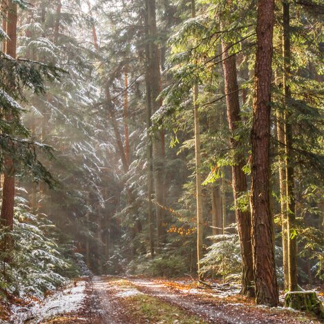 Durchatmen im Wald im Thermen- & Vulkanland Steiermark | © Thermen- & Vulkanland | Ingrid Jansky