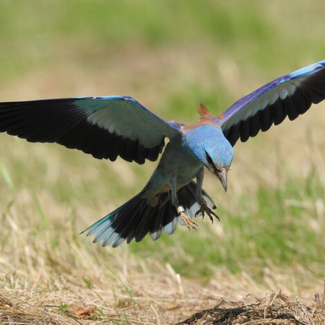 Rund um Straden kann man den seltenen Vogel beobachten.  | © Lebende Erde im Vulkanland – Verein zum Schutz der Blauracken im Natura 2000 Gebiet | © Lebende Erde im Vulkanland – Verein zum Schutz der Blauracken im Natura 2000 Gebiet